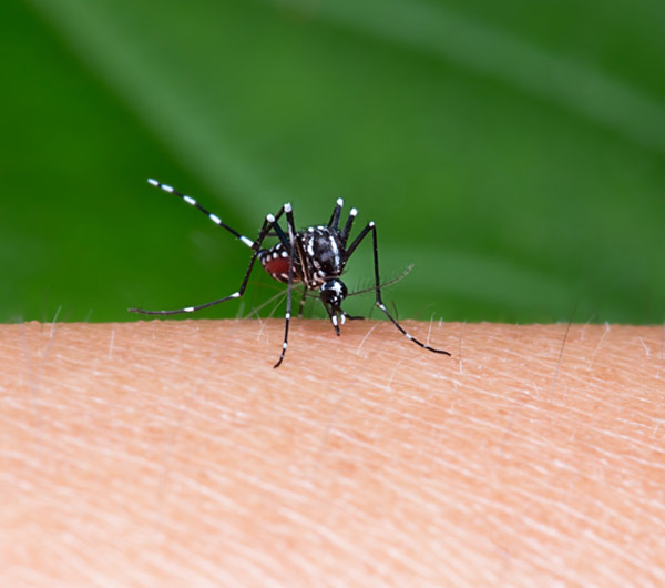 Japanese Encephalitis