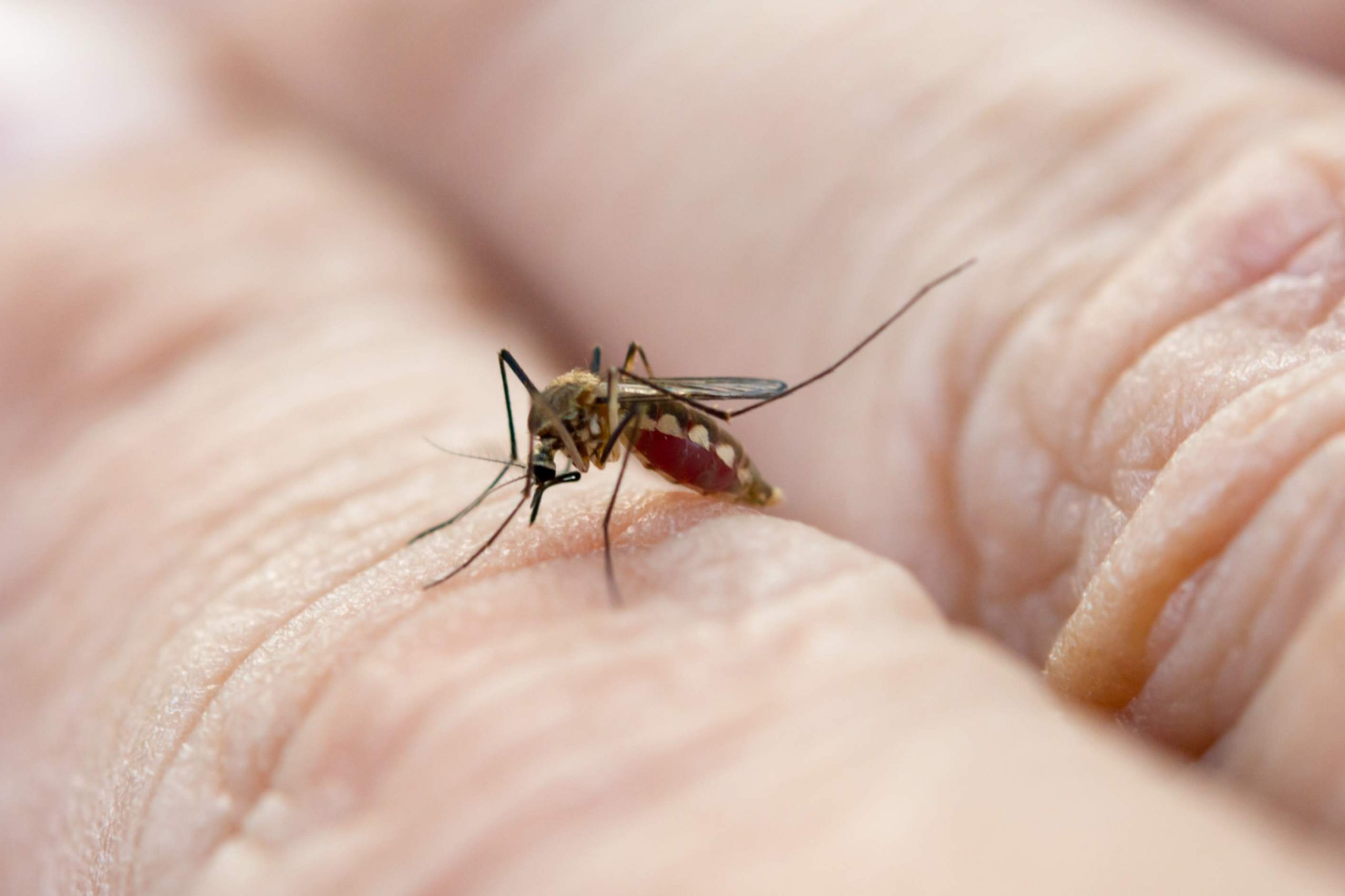 From Malaria to Typhoid Understanding Travel-Related Illnesses