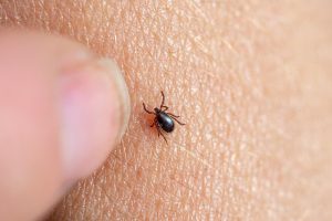 Tick-Borne disease prevention tips