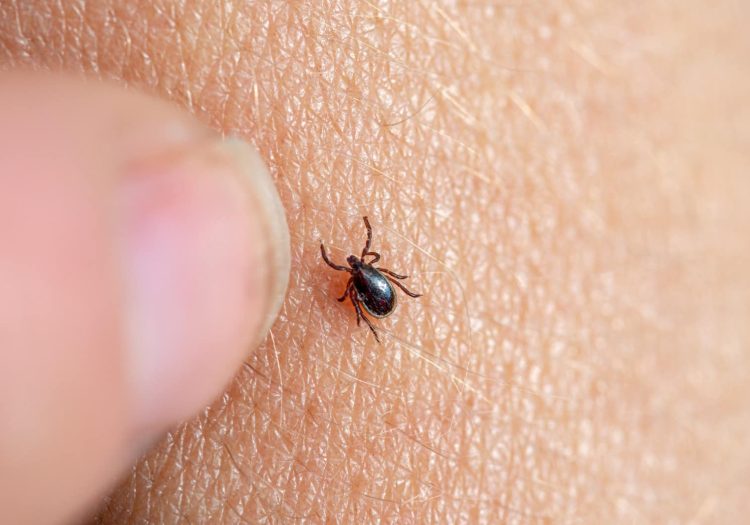 Tick-Borne disease prevention tips